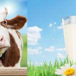 Технологии 6 кл. “Молоко и молочные продукты”